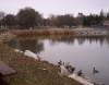 Ducks at Shore.jpg